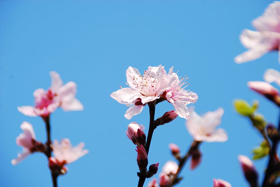 flower, cherry blossoms, spring, nature, branch, floral, japanese HD wallpaper