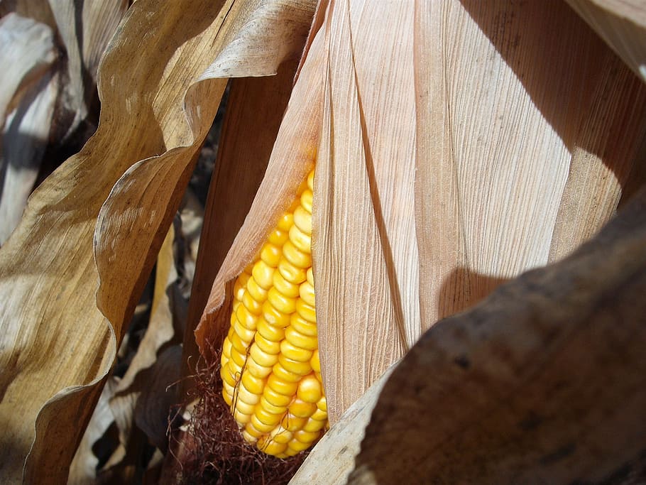 corn, stalk, cob, autumn, fall, harvest, crop, farming, grain HD wallpaper