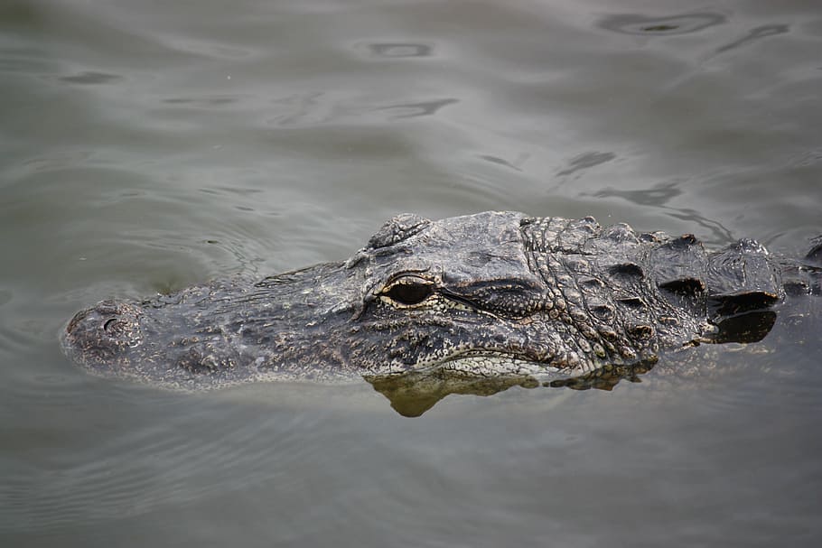 crocodile, alligator, reptile, one animal, animal themes, animals in the wild HD wallpaper