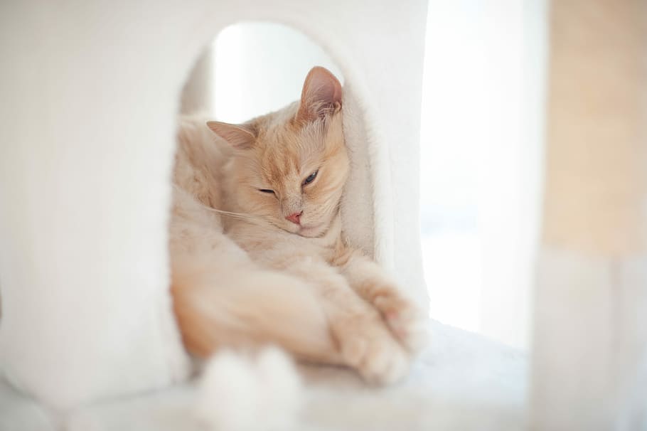 cute, cat, portrait, young, pet, kitten, sweet, domestic cat HD wallpaper