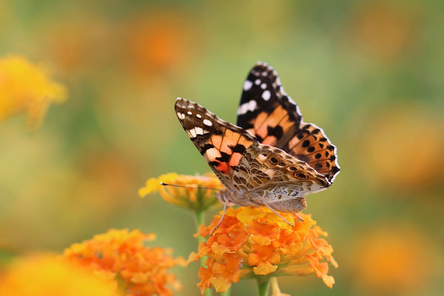 butterfly, macro, close, green field, animal, spring, flower HD wallpaper