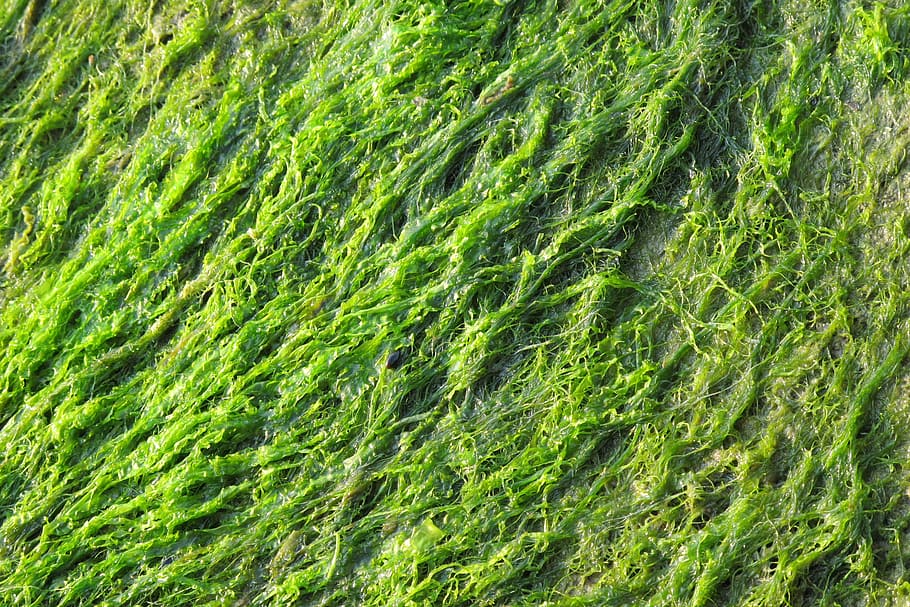 green, seaweed, close, green color, full frame, backgrounds HD wallpaper