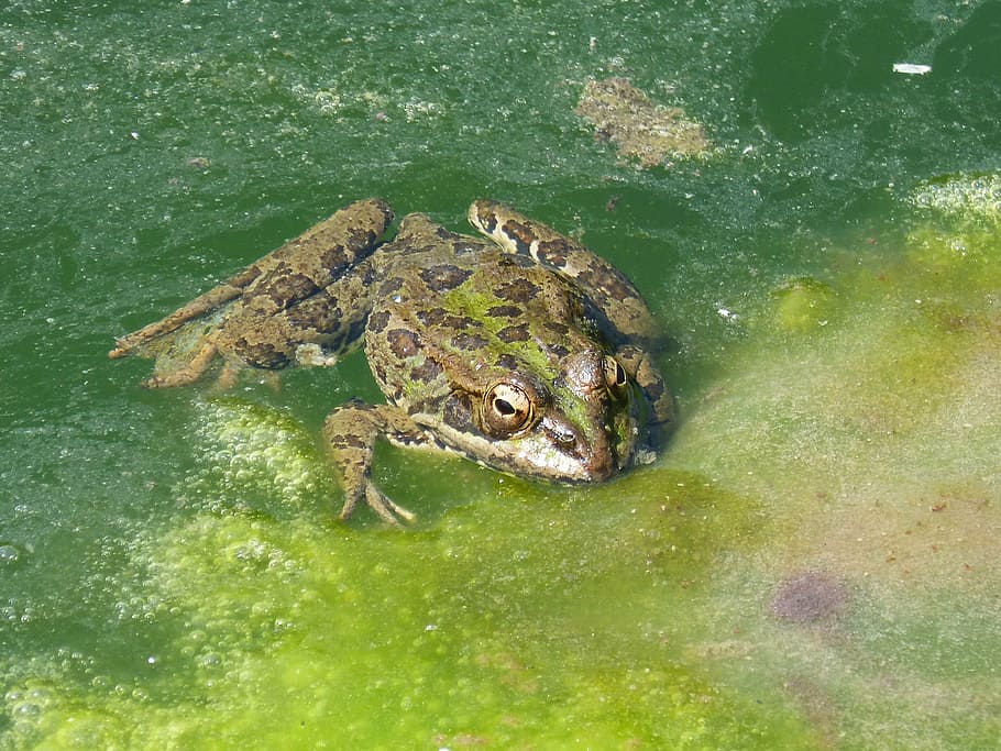 frog, pond, algae, raft, batrachian, animal, animal themes HD wallpaper