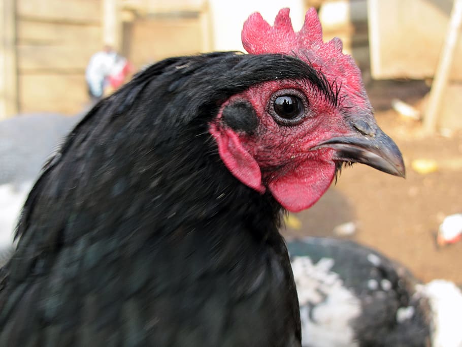hen, bird, poultry, animal themes, domestic animals, chicken - bird HD wallpaper