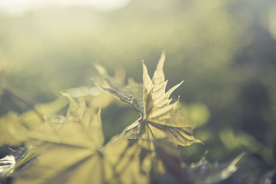 focus photo of green leafed plant during daytime, nature, light HD wallpaper