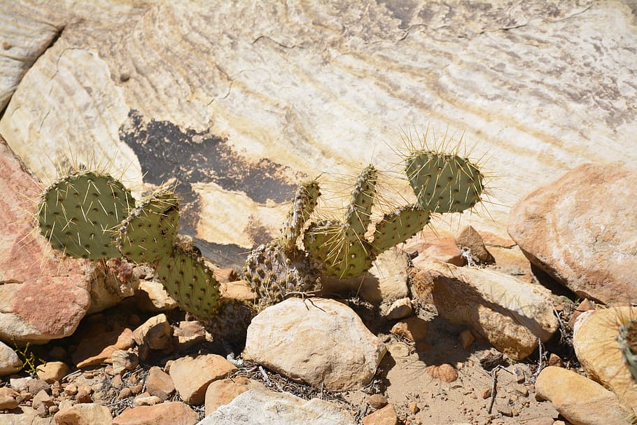 cactus, desert, vegetation, roche, nature, rock, solid, rock - object, HD wallpaper