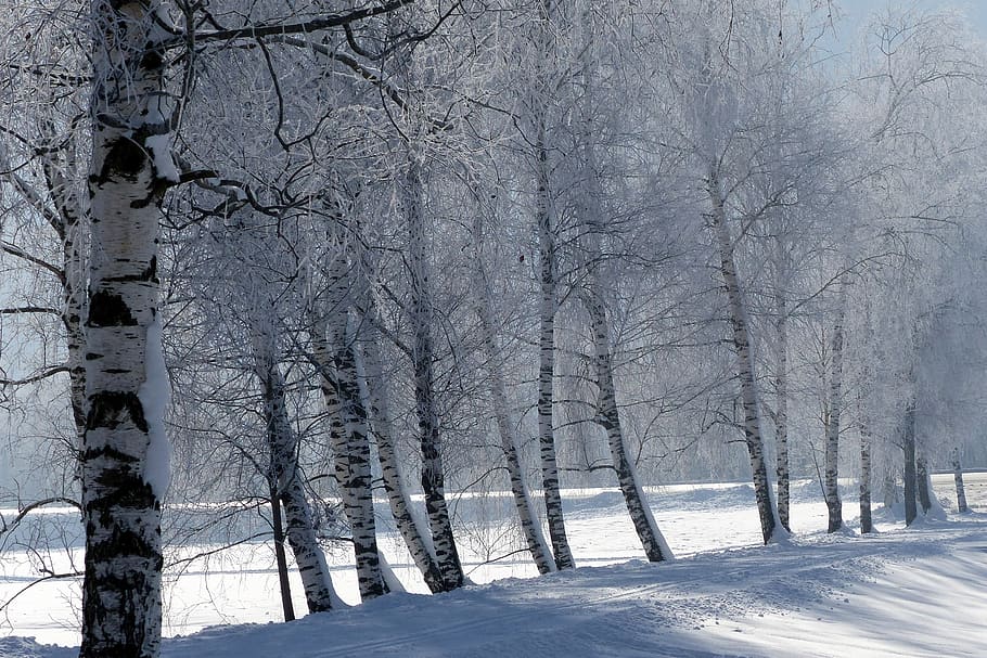 trees, ripe, snow, cold, winter, wintry, nature, landscape HD wallpaper