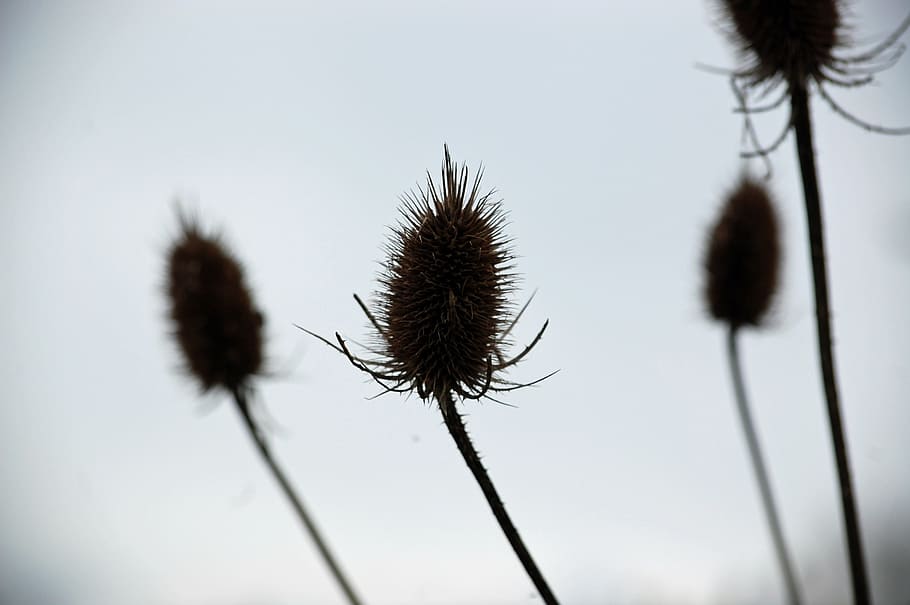 thistle, blue background, shadow, plant, flower, flowering plant HD wallpaper