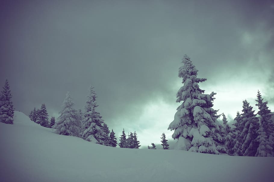 cold, mountain, nature, outdoor, silence, snow, trees, winter HD wallpaper
