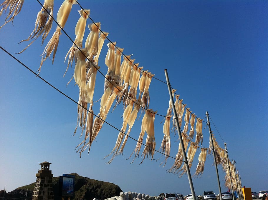 squid, wind, fishing, sky, no people, clear sky, low angle view HD wallpaper