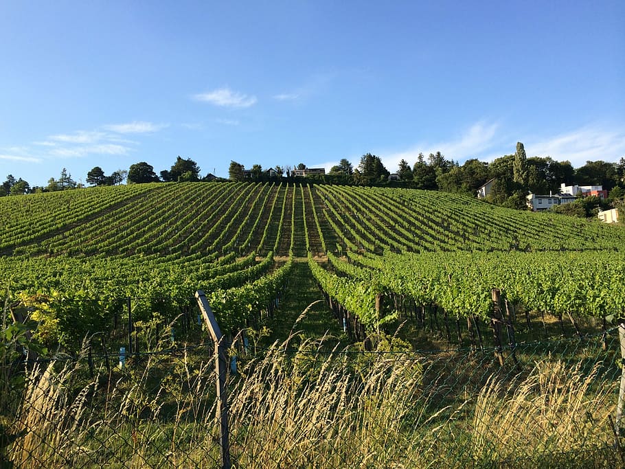 Vienna, Vineyard, Hernals, neuwaldegg, wine, agriculture, field HD wallpaper