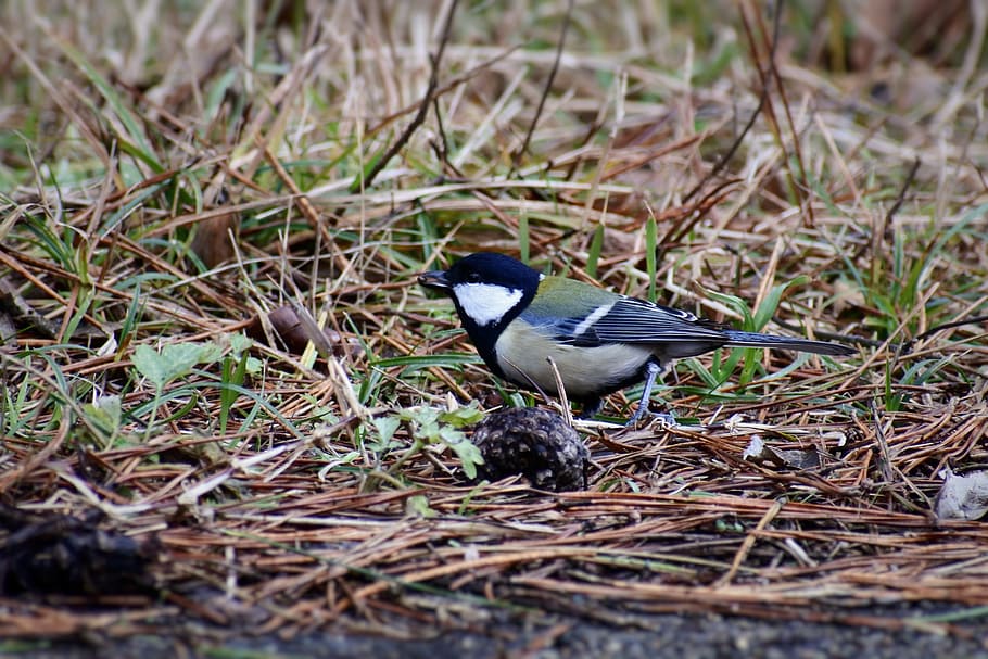 animal, forest, grass, bird, wild birds, little bird, tits HD wallpaper
