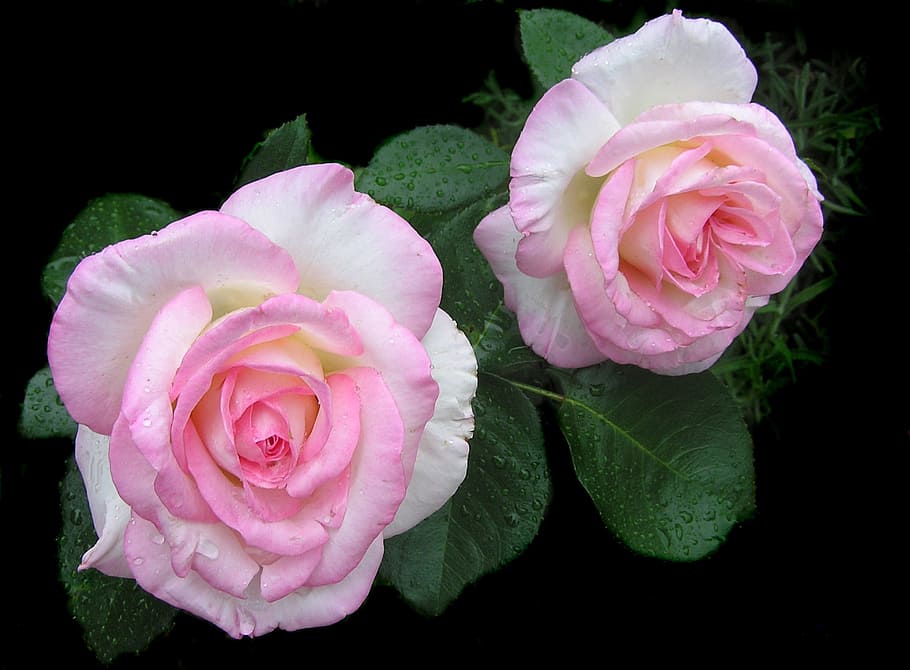 two white-and-pink rose flowers, pale, beauty in nature, freshness, HD wallpaper