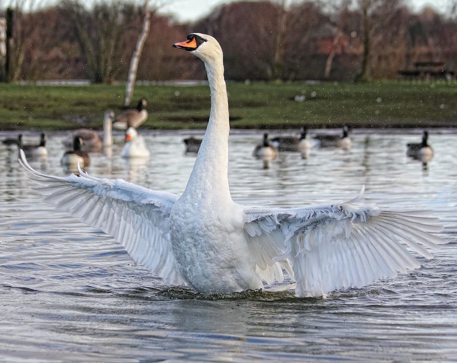 depth of field photography of white goose, swan, bird, nature, HD wallpaper