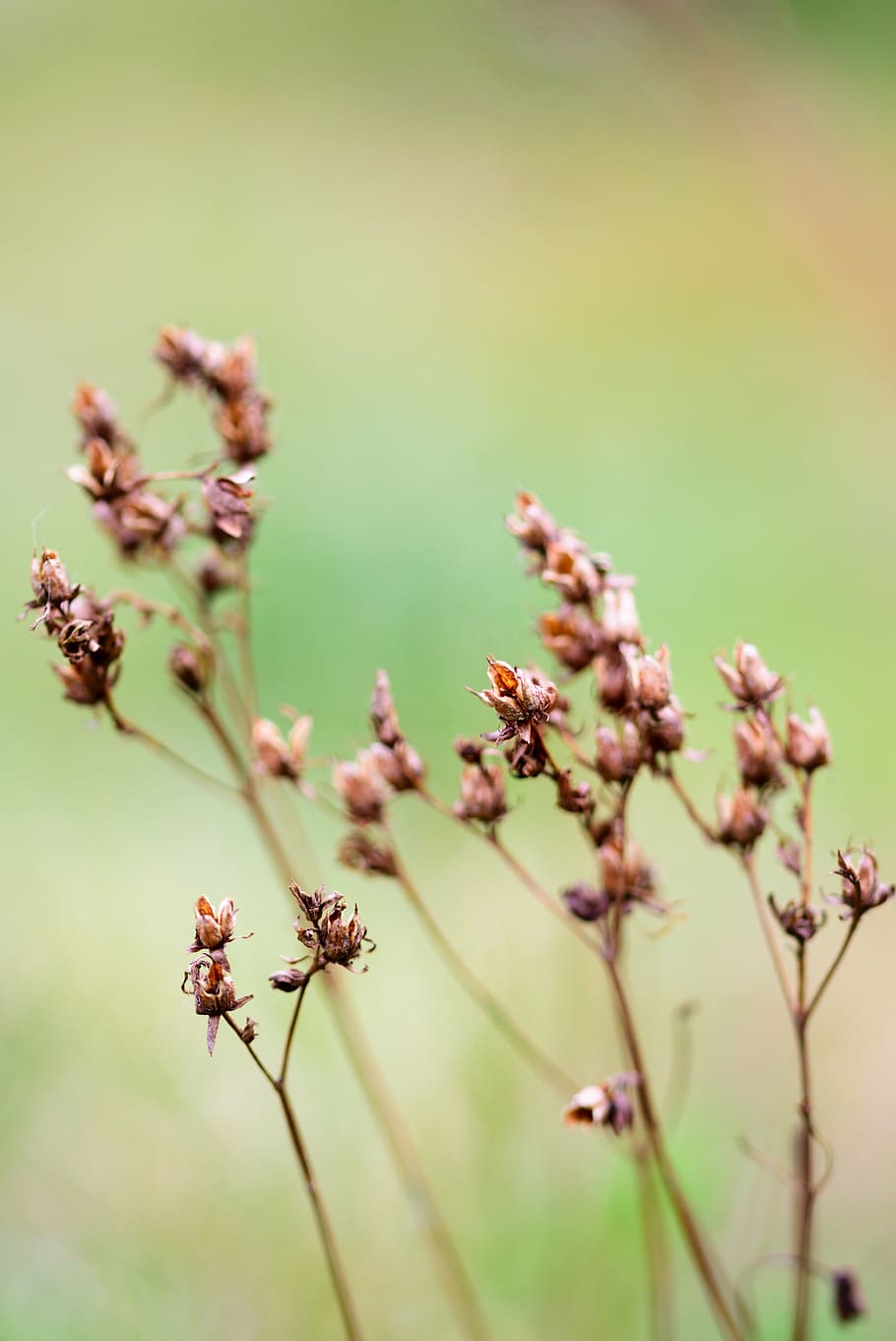 flower, nature, green, spring, pink, plant, garden, bloom, summer HD wallpaper