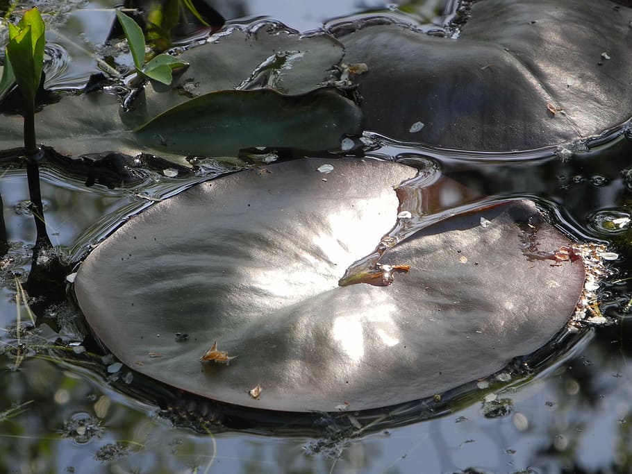 lily pad, sunlight, close, water, animal, animal wildlife, close-up HD wallpaper