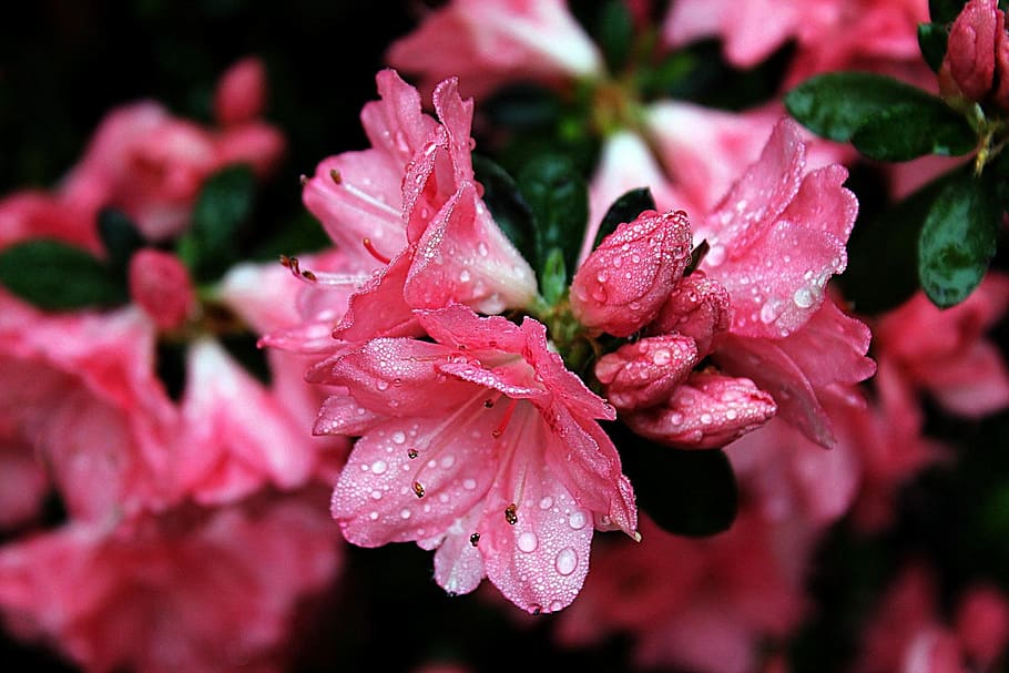 nature, flower, bloom, flowering plant, beauty in nature, drop HD wallpaper