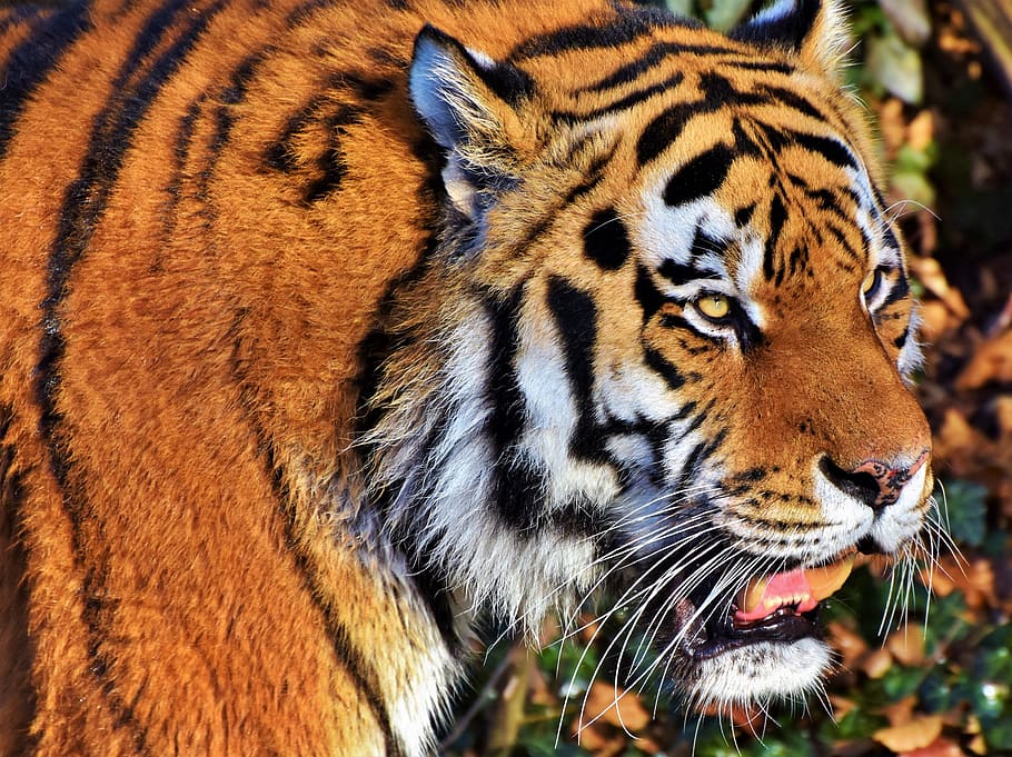 selective focus photography of orange tiger, cat, predator HD wallpaper