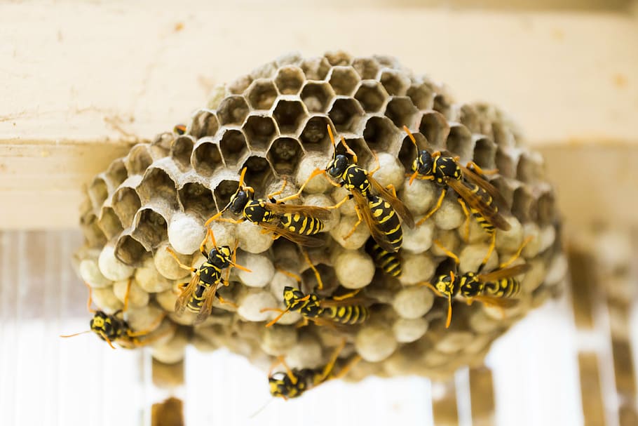 close up photography of bees and bee hive, the hive, wasps, combs