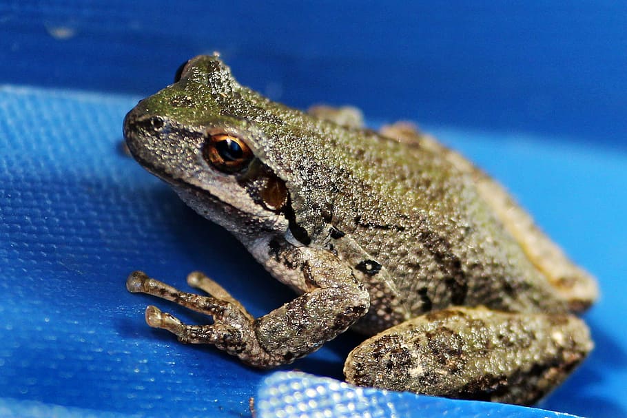 frog, tree frog, wildlife, closeup, amphibian, animal, animal themes HD wallpaper