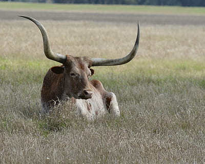 brown bull laying on grass, longhorn, cow, cattle, ranch, texas HD wallpaper