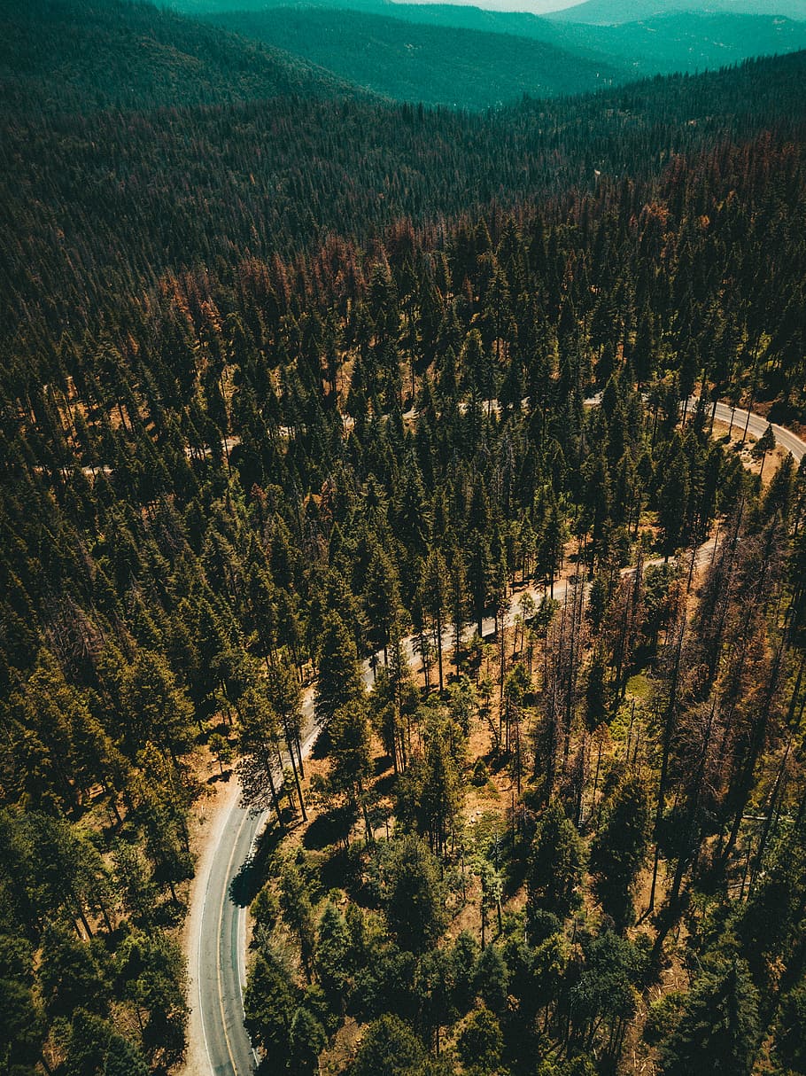 Road to Yosemite, aerial photography of winding road between tall trees HD wallpaper
