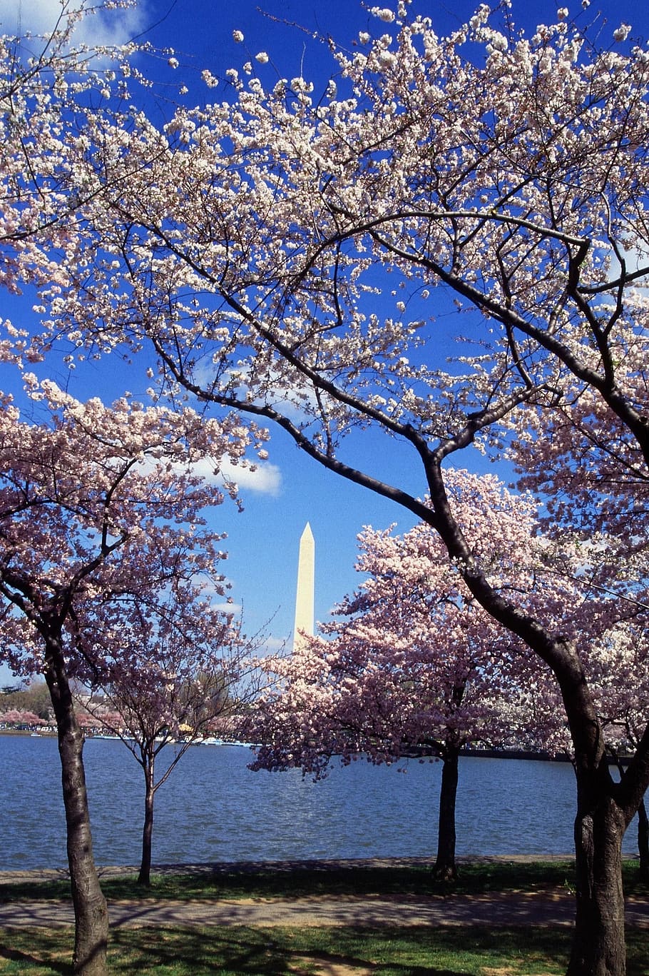 Washington Dc Cherry Blossoms Pictures  Download Free Images on Unsplash