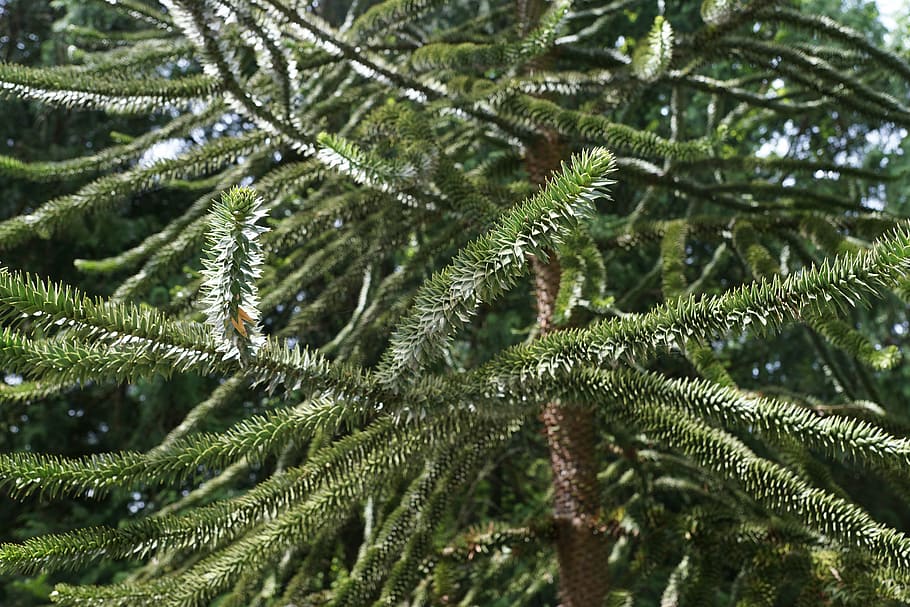 chile, fir, tree, fir Tree, christmas, nature, branch, spruce Tree HD wallpaper
