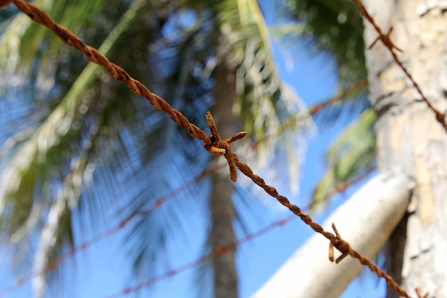 barbed wire, rusty, old wire, about rusty, tree, nature, outdoors HD wallpaper