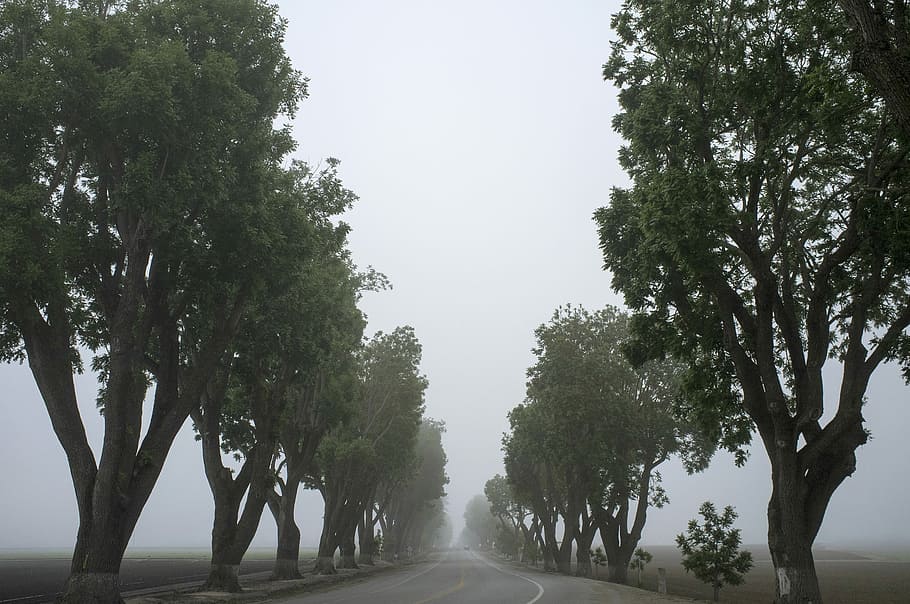 gray road surrounded by trees, photo of concrete road near beside trees HD wallpaper