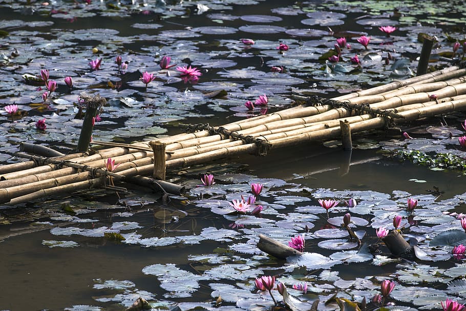brown bamboo bridge over pond during daytime, lily, ao, tre HD wallpaper