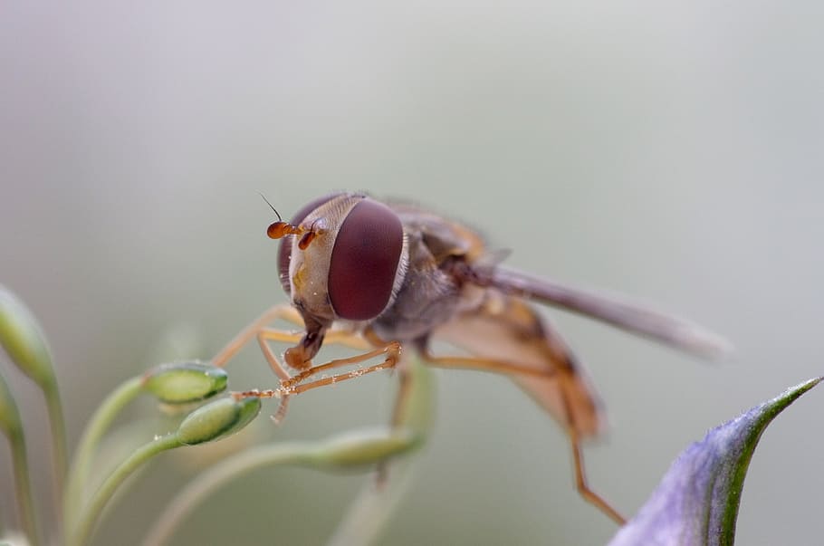 Hover Fly, Fly, Eye, Nature, insect, macro, wing, wild, hoverfly HD wallpaper