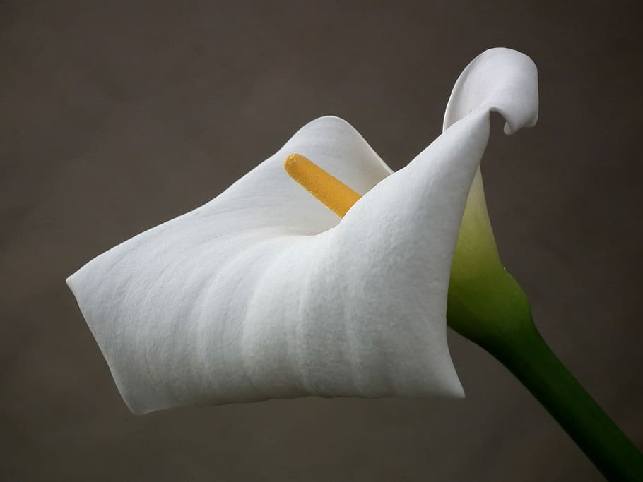 white Callalily flower, white flower, cale, summer, bloom, blooming HD wallpaper