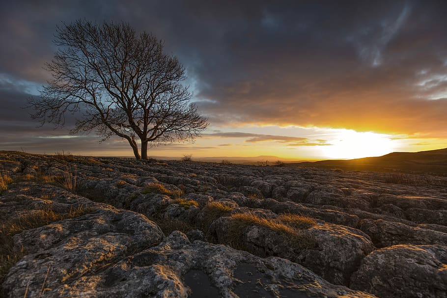 Lone tree, bare tree on dried soil, horizon, sunset, overcast HD wallpaper