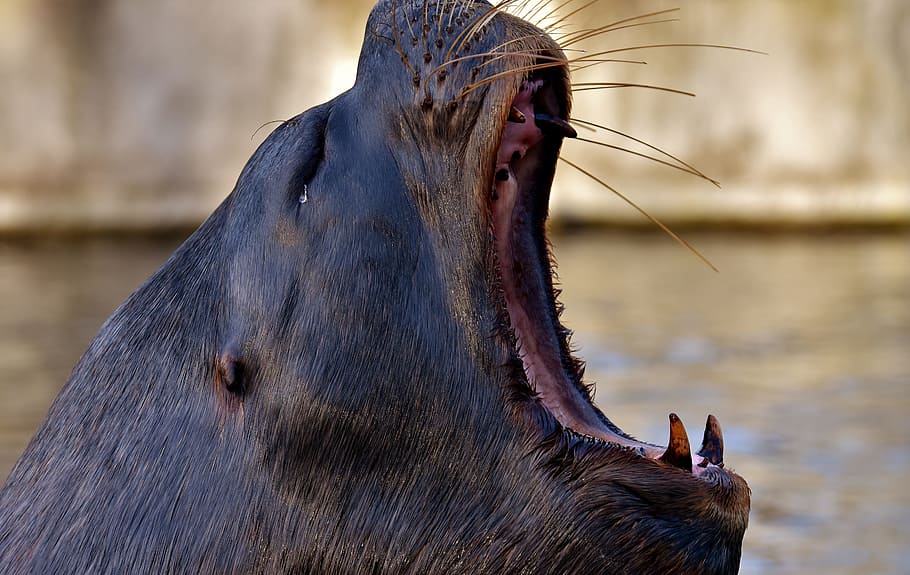 selective focus photography of black seal opening mouth, sea lion, HD wallpaper