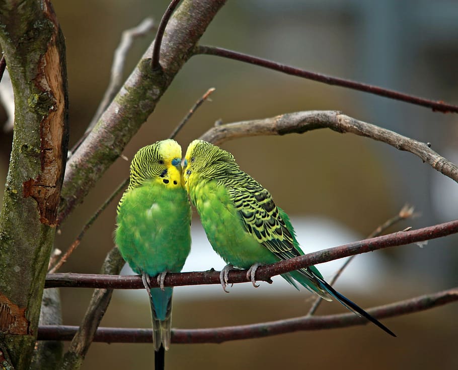 two green birds, budgerigars, pair, small parrot, affection, together