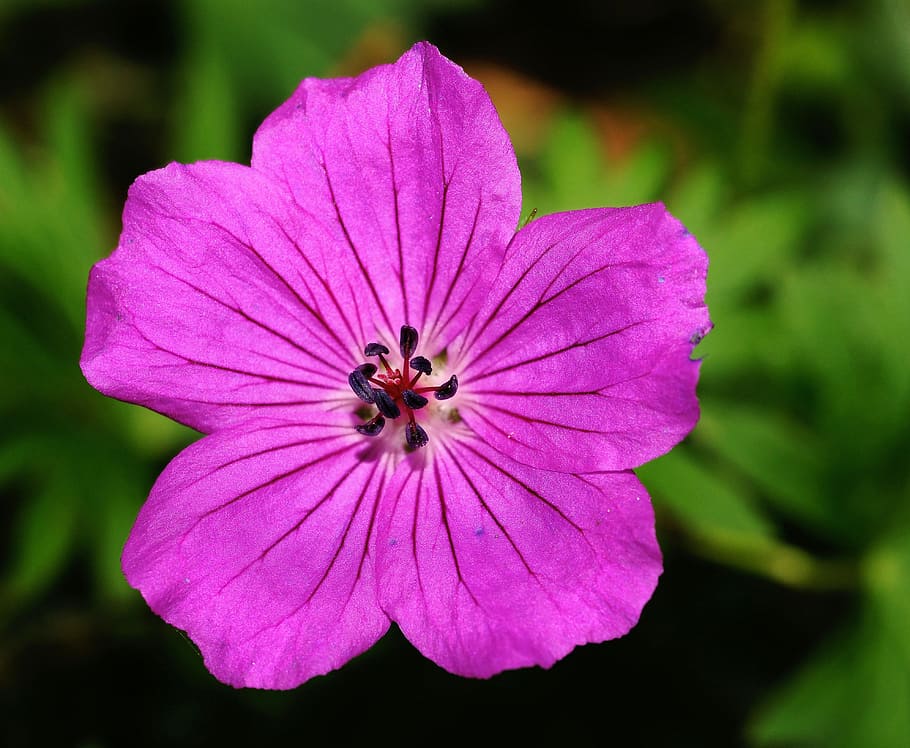 Purple Flower in Close-up Photography, beautiful, bloom, blossom