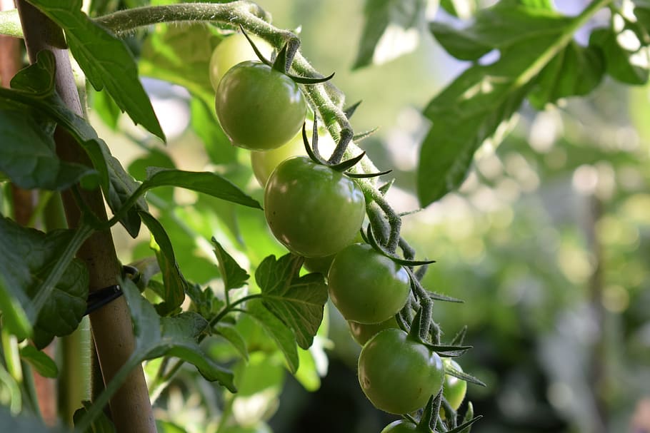tomatoes, vegetables, cultivation, organic, garden, seedlings HD wallpaper