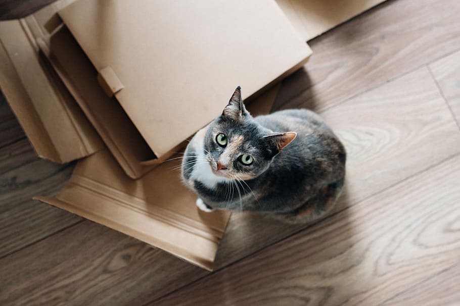 tortoiseshell cat on brown wooden floor, pet, cardboard, box, HD wallpaper
