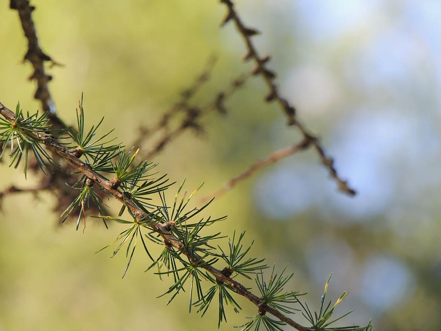 fir, needles, branch, pine needles, tannenzweig, wood, green HD wallpaper