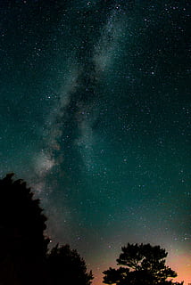 silhouette of tall trees under milkyway, silhouette of trees over sky with stars at sunset HD wallpaper