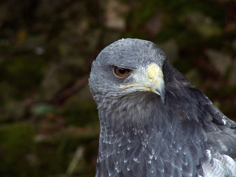 Eagle, Bird, Nature, Predator, Closeup, animal, beak, bird of Prey HD wallpaper