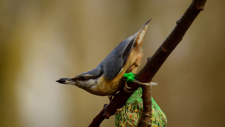 small, lakomka, nuthatch, bird, one animal, animal themes, vertebrate HD wallpaper