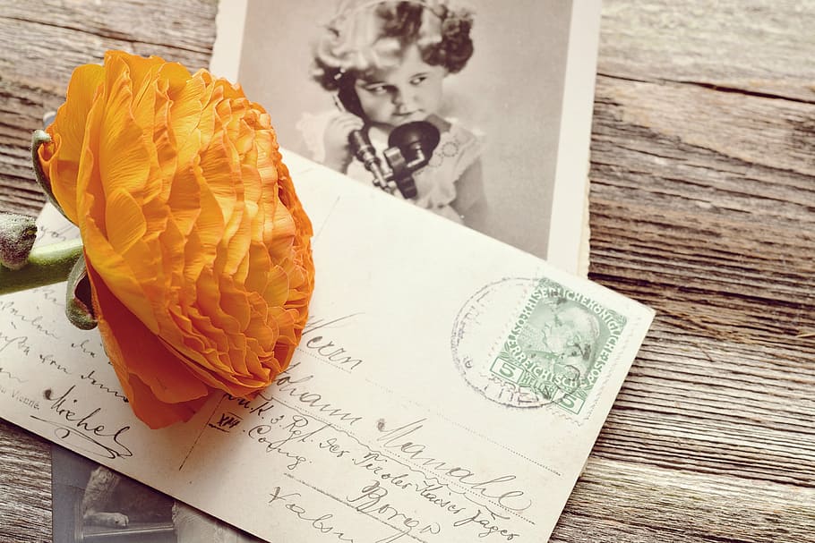 orange petaled flower on postage, ranunculus, blossom, bloom HD wallpaper