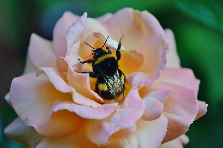 Hummel, Insect, Close, Nature, Flowers, blossom, bloom, wing HD wallpaper