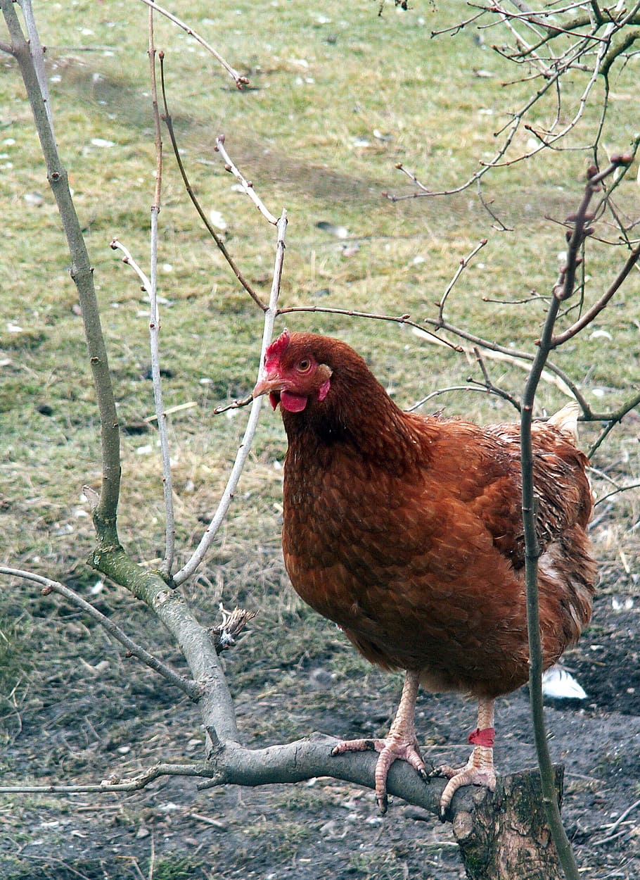 hen, poultry, brown, roost, animal themes, bird, vertebrate HD wallpaper