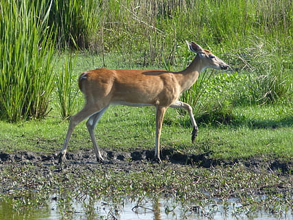 deer, doe, mud, wildlife, nature, ears, grass, prairie, wilderness HD wallpaper
