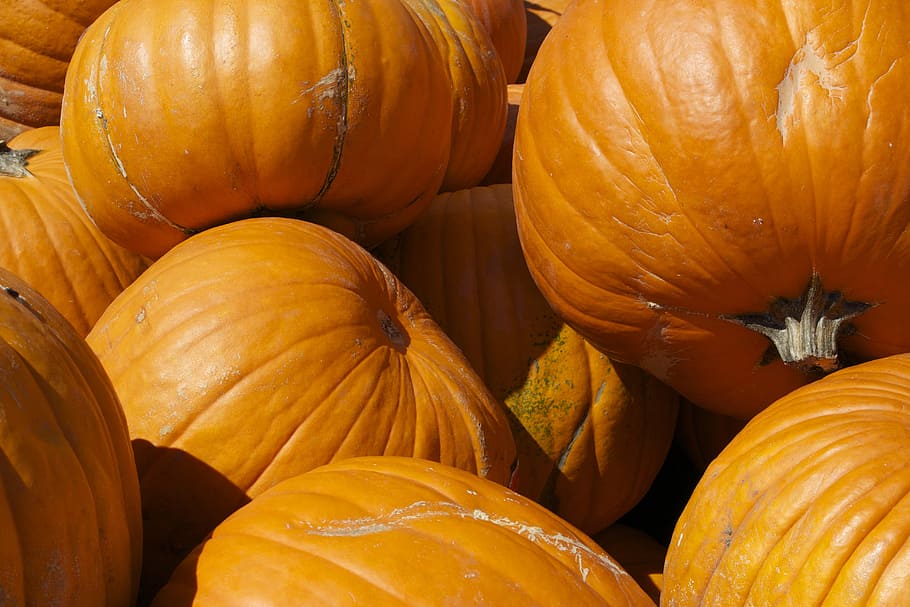 pumpkins, vegetable, autumn, food and drink, freshness, orange color HD wallpaper