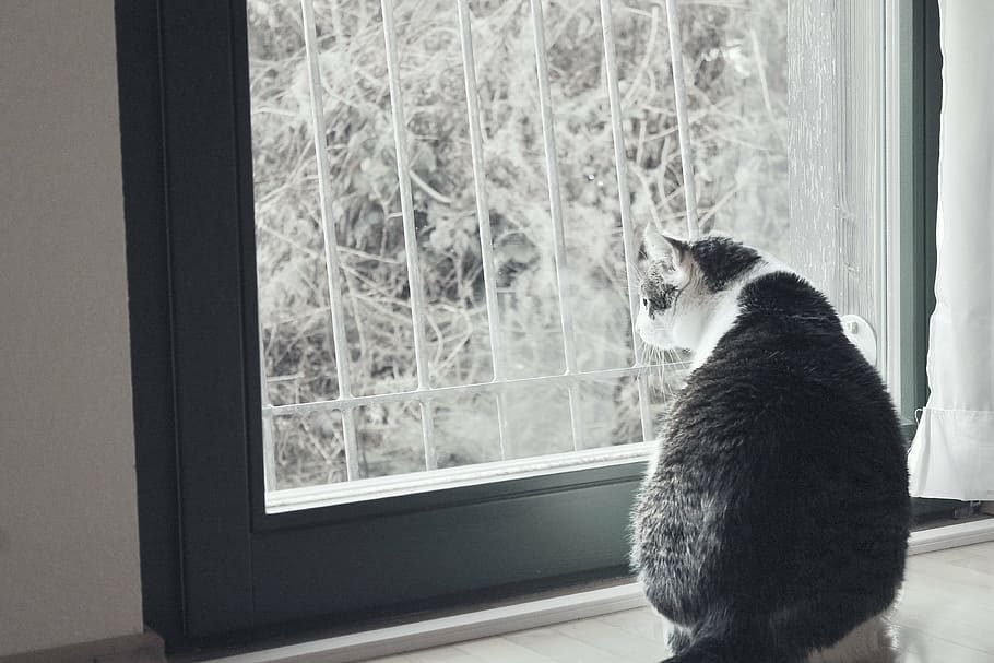 cat, white, animal, pet, black, white cat, curious, black and white HD wallpaper