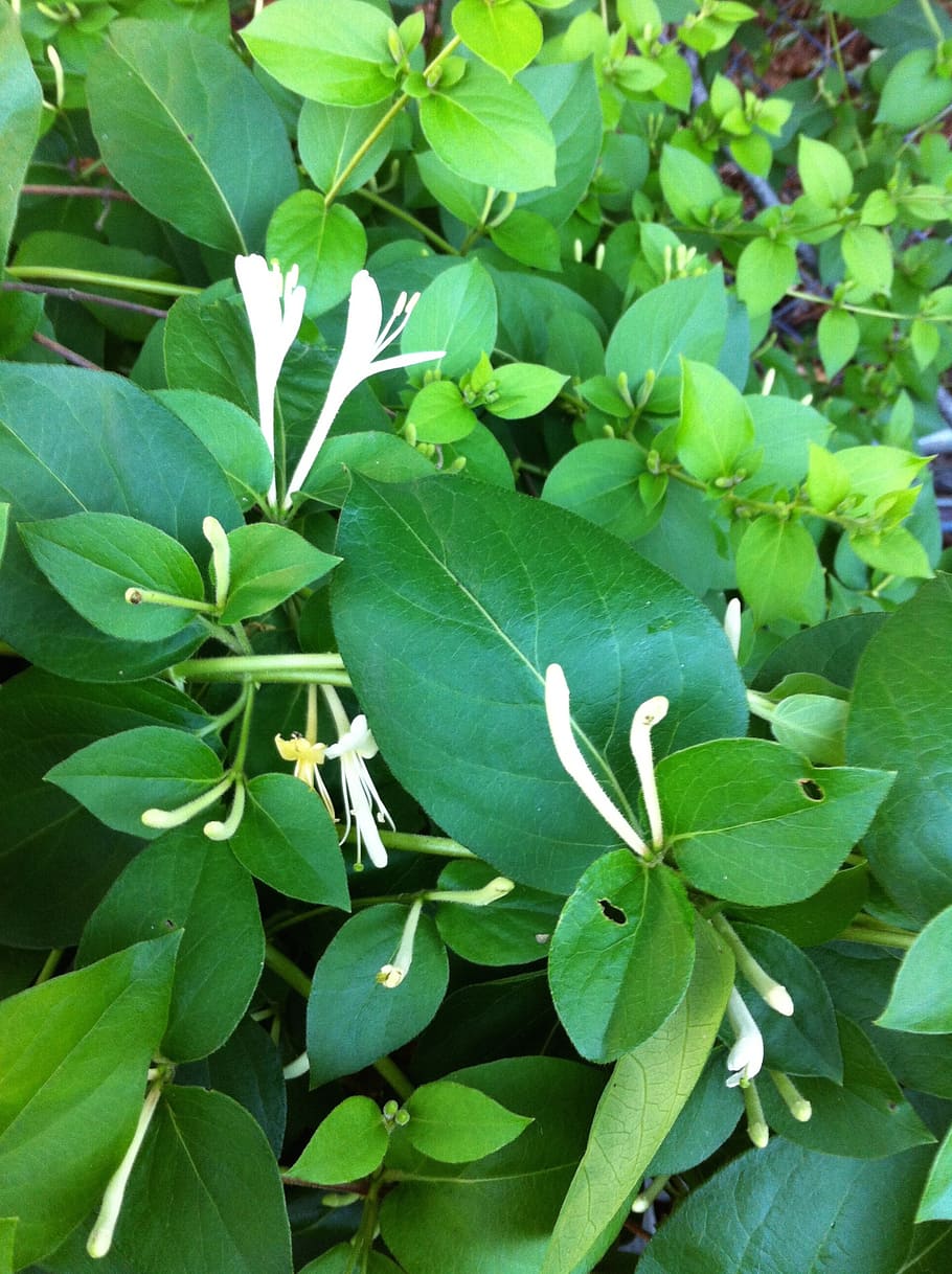 Honeysuckle 1080P, 2K, 4K, 5K HD wallpapers free download | Wallpaper Flare